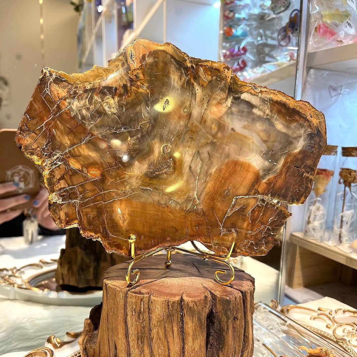 Petrified wood crystal meaning: Benefits, healing properties ＆ Uses